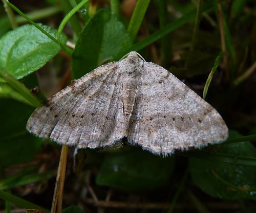 Digrammia ocellinata